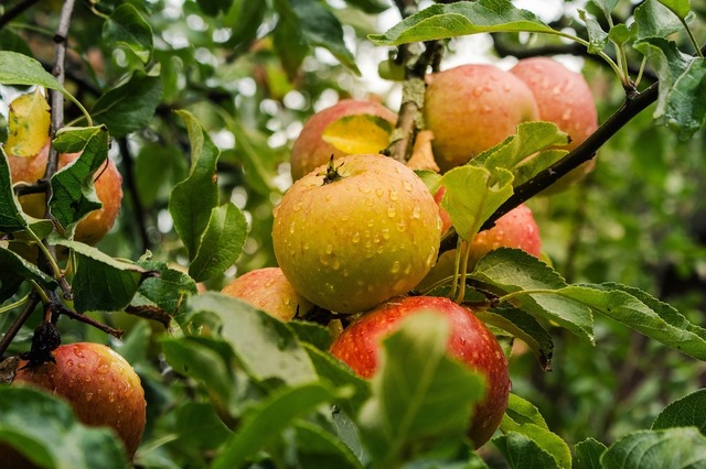 foto centru de colectare legume fructe pentru sprijinirea micilor producatori in timis marfa va fi preluata de supermarketuri 6818afb76a9cd