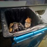 foto echipa polaris m holding salvare induiosatoare un pisoi portocaliu abandonat intr o punga eliberat de angajatii companiei 683af8f686fdd