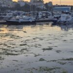 foto invazie de alge in portul turistic tomis 683b42bebd214