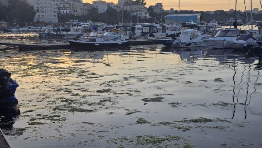 foto invazie de alge in portul turistic tomis 683b42bebd214