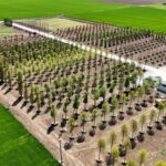 foto iulius pune bazele viitorului proiect de regenerare urbana din constanta s a amenajat prima pepiniera dendrologica privata din dobrogea care gazduieste 1 100 arbori pentru noua dezvoltare 682ecd234502b