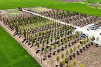 foto iulius pune bazele viitorului proiect de regenerare urbana din constanta s a amenajat prima pepiniera dendrologica privata din dobrogea care gazduieste 1 100 arbori pentru noua dezvoltare 682ecd234502b