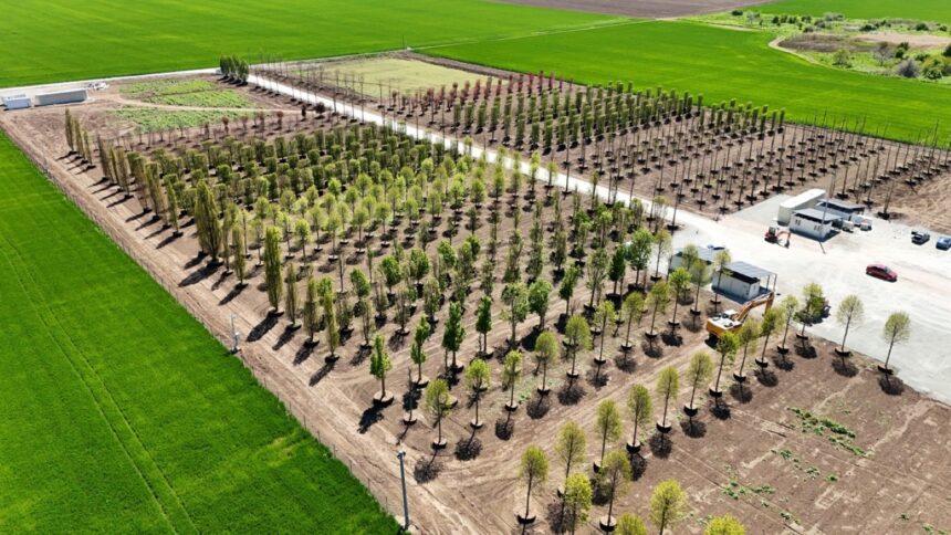 foto iulius pune bazele viitorului proiect de regenerare urbana din constanta s a amenajat prima pepiniera dendrologica privata din dobrogea care gazduieste 1 100 arbori pentru noua dezvoltare 682ecd234502b