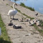 foto video o familie de lebede a atras privirile constantenilor pe malul lacului tabacarie 683b396d549ed