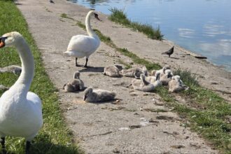 foto video o familie de lebede a atras privirile constantenilor pe malul lacului tabacarie 683b396d549ed