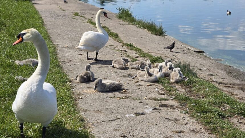 foto video o familie de lebede a atras privirile constantenilor pe malul lacului tabacarie 683b396d549ed