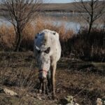 galerie foto caii abandonati pe camp la techirghiol in 2021 au fost returnati proprietarilor lor insa acestia vor despagubiri de peste 300 000 de euro 682532dd47951