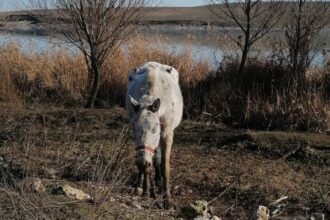 galerie foto caii abandonati pe camp la techirghiol in 2021 au fost returnati proprietarilor lor insa acestia vor despagubiri de peste 300 000 de euro 682532dd47951