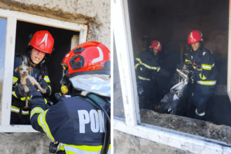 incendiu cu risc de explozie in judetul tulcea un catel speriat a fost salvat de pompieri 682613f97897b