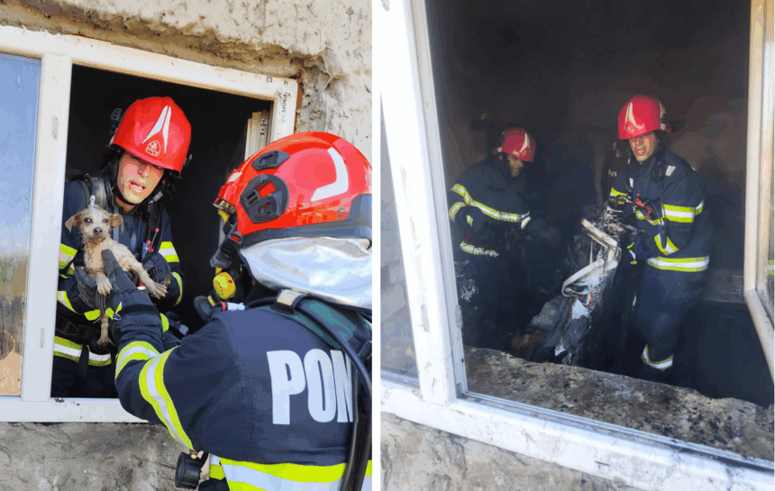 incendiu cu risc de explozie in judetul tulcea un catel speriat a fost salvat de pompieri 682613f97897b