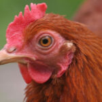 inchirierea unei gaini noua gaselnita a americanilor dupa explozia preturilor la oua 6814c17531344