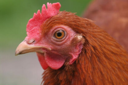 inchirierea unei gaini noua gaselnita a americanilor dupa explozia preturilor la oua 6814c17531344