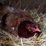 inchirierea unei gaini noua moda pentru a lupta impotriva exploziei preturilor la oua in sua 6815ad430471b