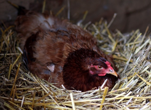 inchirierea unei gaini noua moda pentru a lupta impotriva exploziei preturilor la oua in sua 6815ad430471b