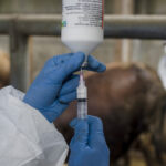 onu avertizeaza europa se confrunta cu cea mai grava epidemie de febra aftoasa de la inceputul secolului 682132b5702ee
