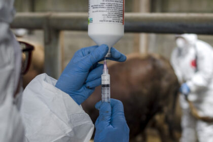 onu avertizeaza europa se confrunta cu cea mai grava epidemie de febra aftoasa de la inceputul secolului 682132b5702ee