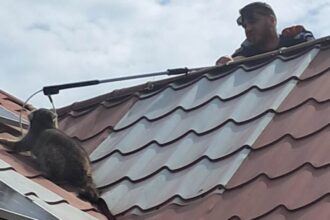 raton capturat de jandarmi pe acoperisul unei case din mihail kogalniceanu 682f483108298