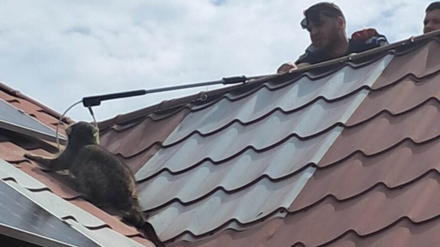 raton capturat de jandarmi pe acoperisul unei case din mihail kogalniceanu 682f483108298