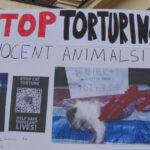subcultura bolnava a tortionarilor de pisici razboiul secret dintre iubitorii de feline si cei care fac bani din zoosadism 683b01626e1e1