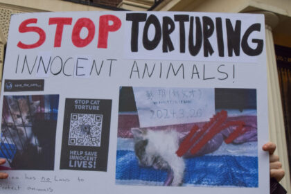 subcultura bolnava a tortionarilor de pisici razboiul secret dintre iubitorii de feline si cei care fac bani din zoosadism 683b01626e1e1