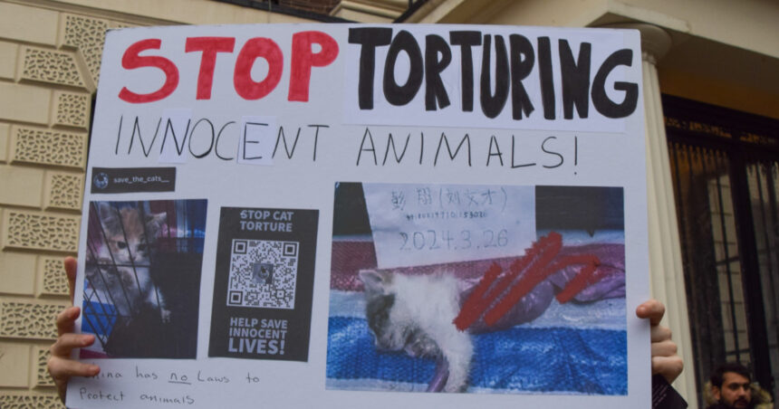 subcultura bolnava a tortionarilor de pisici razboiul secret dintre iubitorii de feline si cei care fac bani din zoosadism 683b01626e1e1