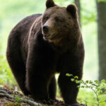 trei mesaje ro alert emise de autoritatile din prahova dupa aparitia unor ursi in sinaia si cornu 682763712c554