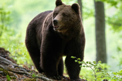 trei mesaje ro alert emise de autoritatile din prahova dupa aparitia unor ursi in sinaia si cornu 682763712c554