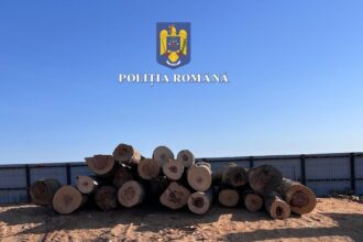 tuzla transport de lemne fara documente legale confiscat 68149c2f054c9