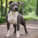 un militar este acuzat ca a omorat un amstaff in judetul constanta judecatorii au exclus probe 681543dfda275