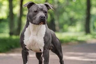 un militar este acuzat ca a omorat un amstaff in judetul constanta judecatorii au exclus probe 681543dfda275