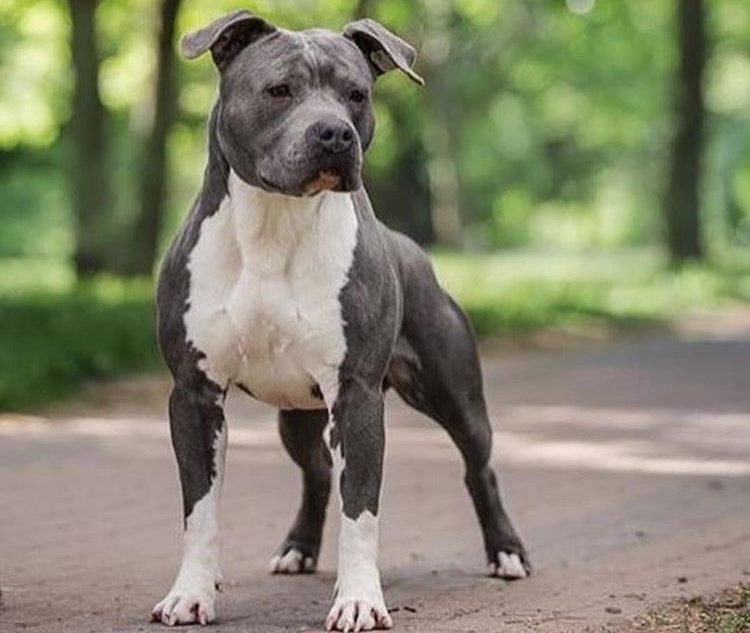 un militar este acuzat ca a omorat un amstaff in judetul constanta judecatorii au exclus probe 681543dfda275