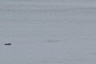 video aparitie spectaculoasa in largul marii doi delfini observati de vizitatori pe faleza cazinoului din constanta 6831f473c4545