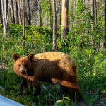 video baloo de romania cum a fost surprins un urs de catre camerele de supraveghere montate intr o padure 6824a72fe30f5