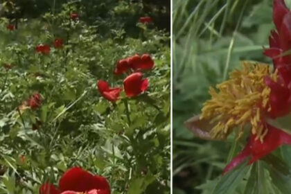video n am avut de ani de zile asa ceva rezervatie de bujori salbatici distrusa de grindina cum arata acum padurea unica in romania 681f89037876e