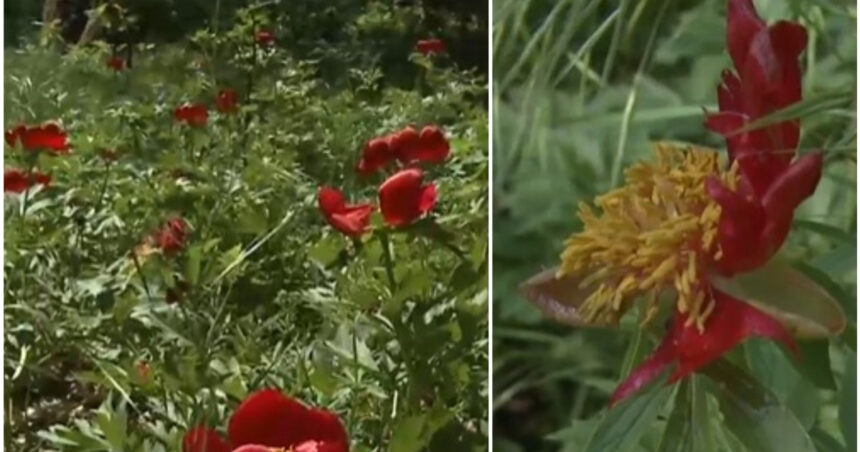 video n am avut de ani de zile asa ceva rezervatie de bujori salbatici distrusa de grindina cum arata acum padurea unica in romania 681f89037876e