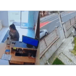 video o cutie pentru donatii a fost furata din receptia unei clinici veterinare se cauta femeia care a plecat cu banii 6819128eabbfd