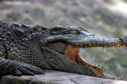 video un avion a aterizat de urgenta in bolivia supravietuitorii au ramas blocati intr o mlastina plina cu crocodili 6815f9047b79c