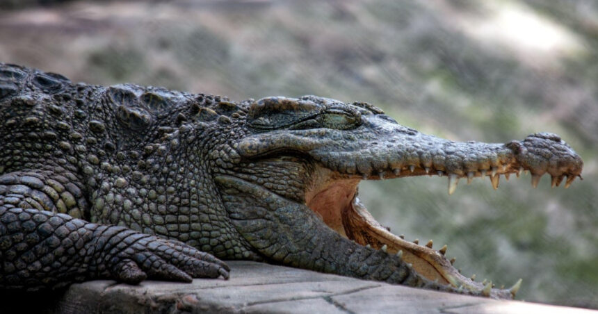 video un avion a aterizat de urgenta in bolivia supravietuitorii au ramas blocati intr o mlastina plina cu crocodili 6815f9047b79c