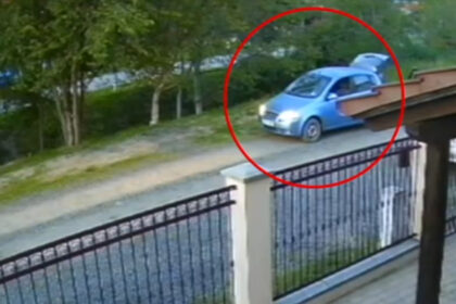 video un caine ar fi fost impuscat pe o strada de langa timisoara un barbat a fost surprins pe camera de supraveghere 681c7262eecd2
