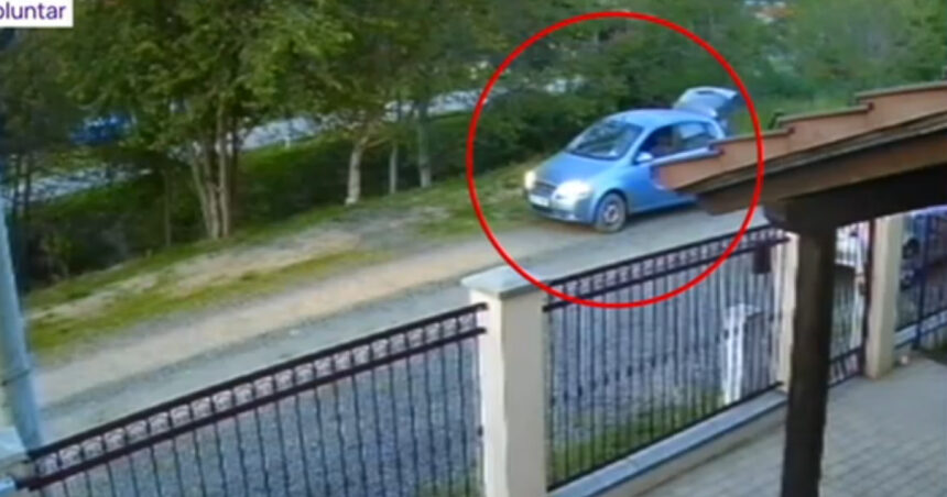 video un caine ar fi fost impuscat pe o strada de langa timisoara un barbat a fost surprins pe camera de supraveghere 681c7262eecd2