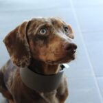 zooland ro cainii intra intr o noua faza a evolutiei 6826ce75ba869
