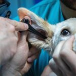 zooland ro cum sa nu i mai fie frica cainelui tau de veterinar 68301516b3493