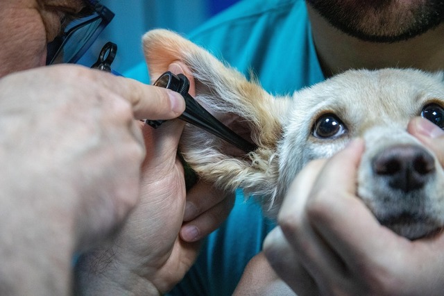 zooland ro cum sa nu i mai fie frica cainelui tau de veterinar 68301516b3493