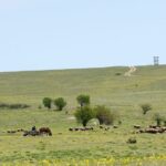 aproape si a omorat fosta iubita pe camp dar nu mai vrea la inchisoare judecatorii au alta parere 6840db5ebbfcf