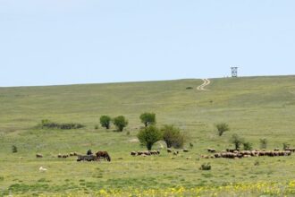 aproape si a omorat fosta iubita pe camp dar nu mai vrea la inchisoare judecatorii au alta parere 6840db5ebbfcf