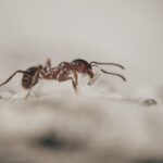 casa gradina ro cum combati invazia furnicilor 685e3d2b7f9eb