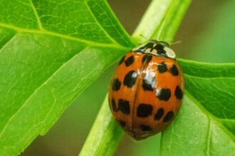 cat mai dureaza invazia gargaritelor la constanta 685cdff6ca77f