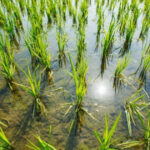 de la criza la surplus india da cantitati record de orez pentru productia de etanol 685d0e46f10c9