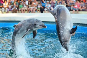 delfinariul din constanta redeschis dupa renovare 684d6066c6fd7