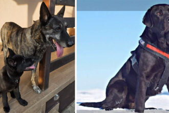 doi caini ai salvamont celebri pentru misiunile de salvare s au stins din viata tas si gan au ajuns dincolo de curcubeu 6849b92816a41